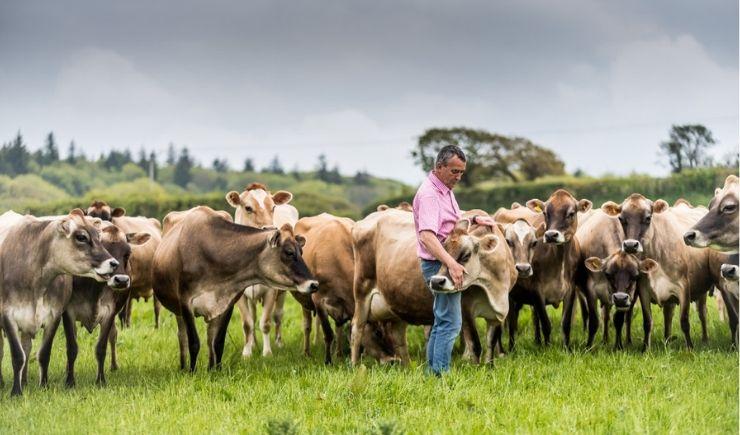 Farmer Nick with his herd of beautiful Jersey Cows